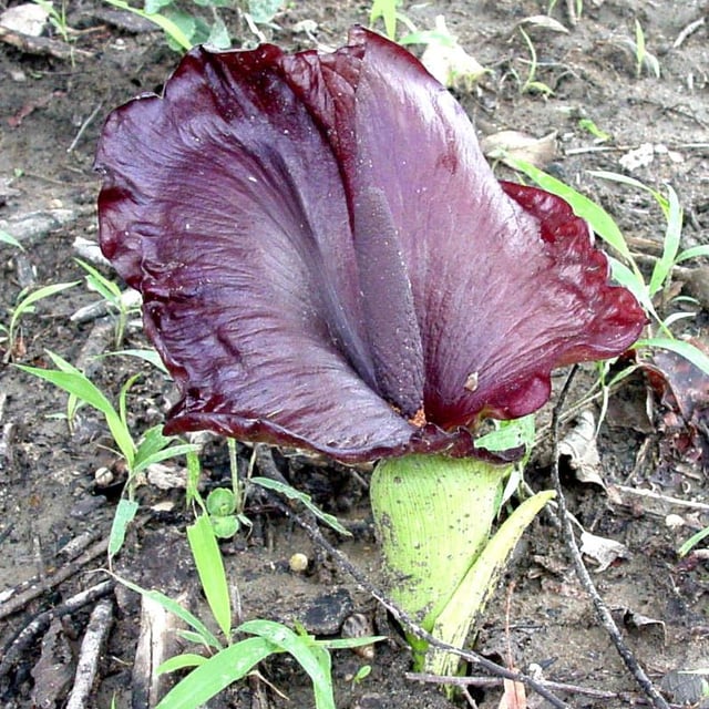 Anchomanes difformis