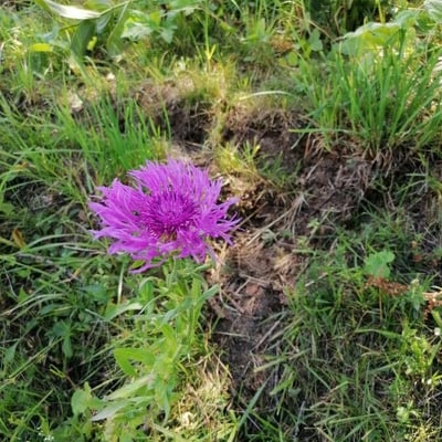 Centaurea nervosa — flower