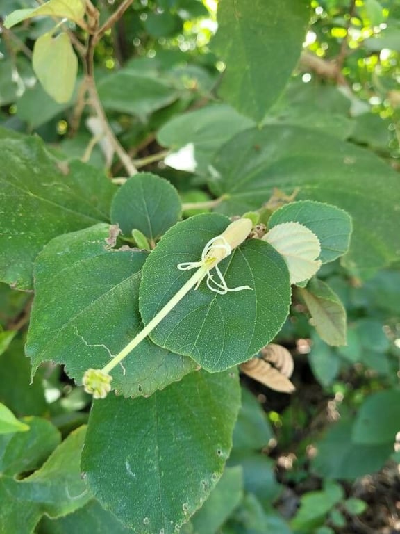 East indian screwtree