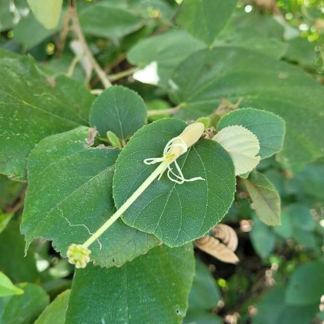 East indian screwtree