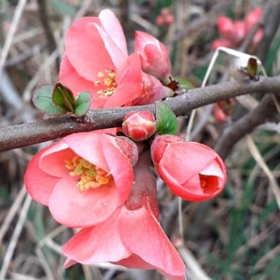 Chaenomeles japonica — flower