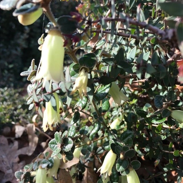 Correa reflexa — flower