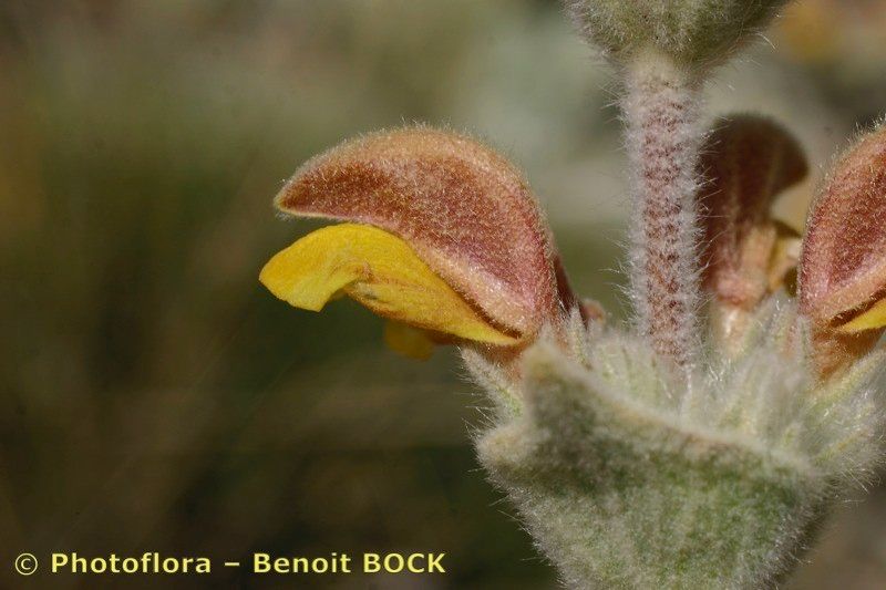 Phlomis crinita