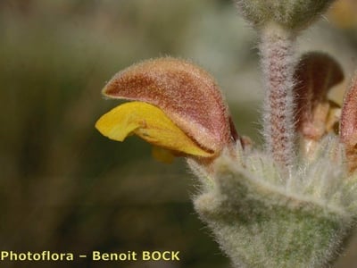 Phlomis crinita