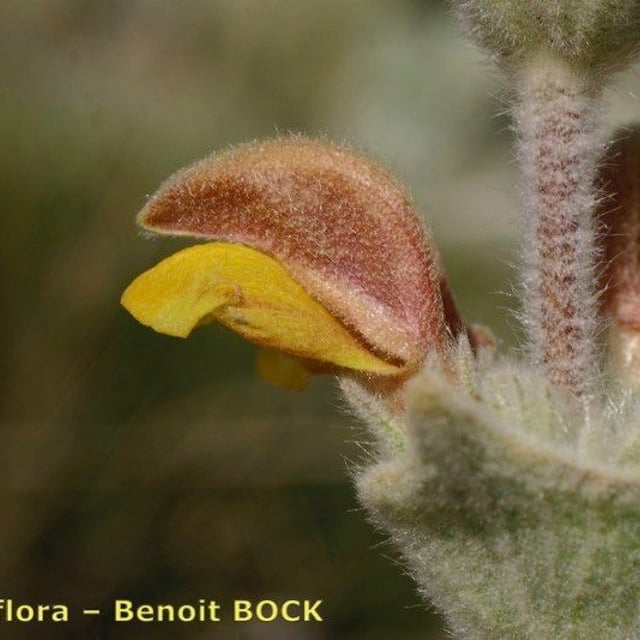Phlomis crinita