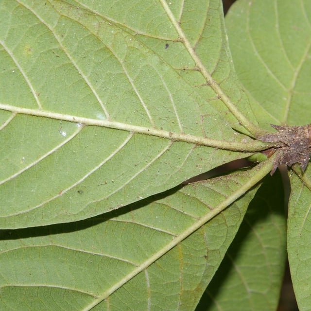 Randia armata — leaf