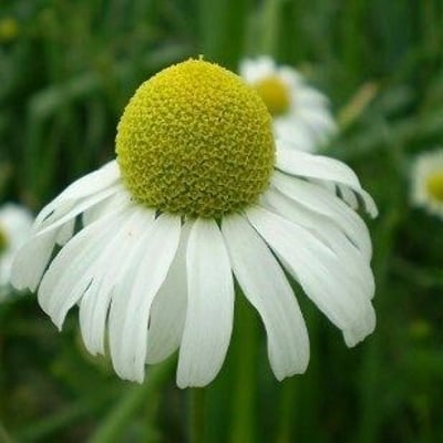 Chamaemelum nobile — flower