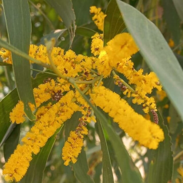 Acacia auriculiformis — flower