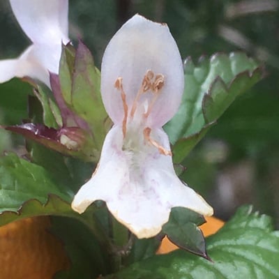Prasium majus — flower
