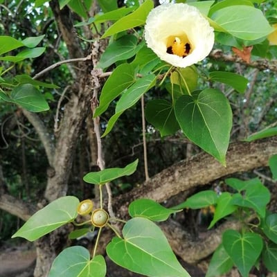 Thespesia populnea — flower