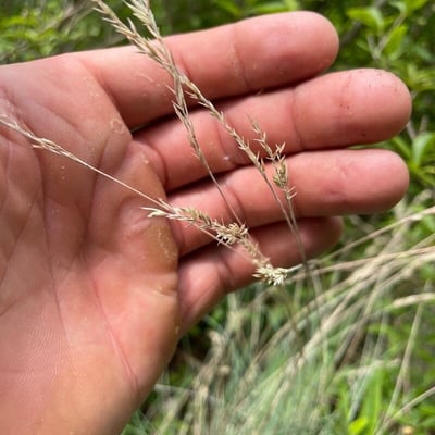 Festuca filiformis — flower