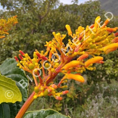 Palicourea rigida — flower