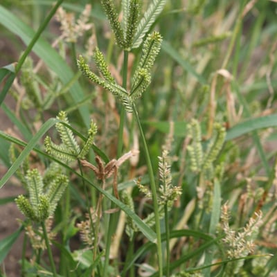 Eleusine coracana — flower