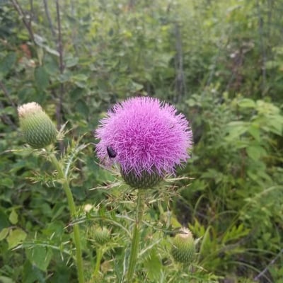 Cirsium discolor — flower