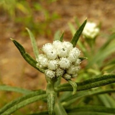 Anaphalis margaritacea — flower