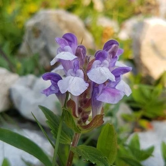 Scutellaria alpina — flower