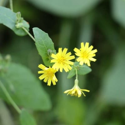 Crepidiastrum denticulatum — flower