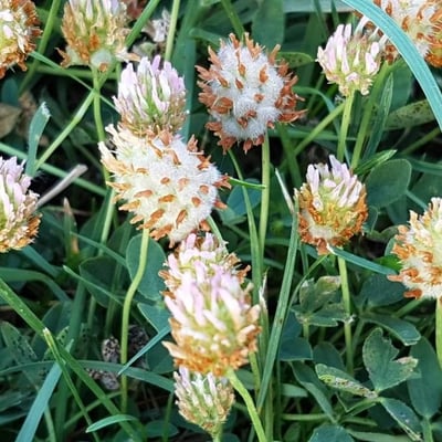 Trifolium fragiferum — flower