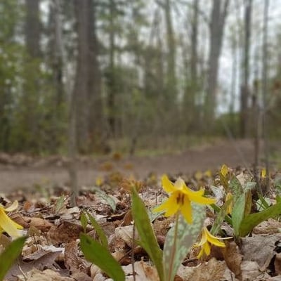 Erythronium americanum — flower