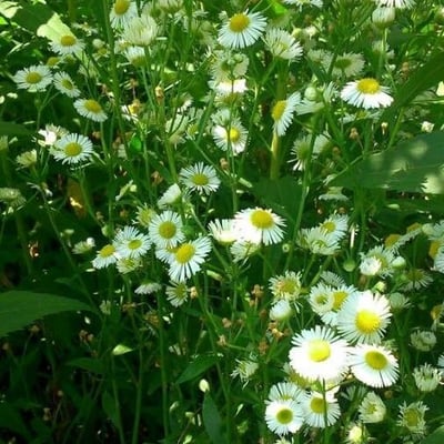 Erigeron philadelphicus — flower