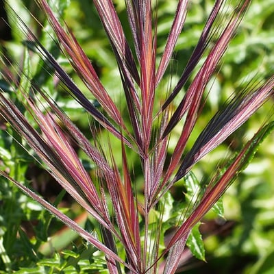 Bromus madritensis — flower