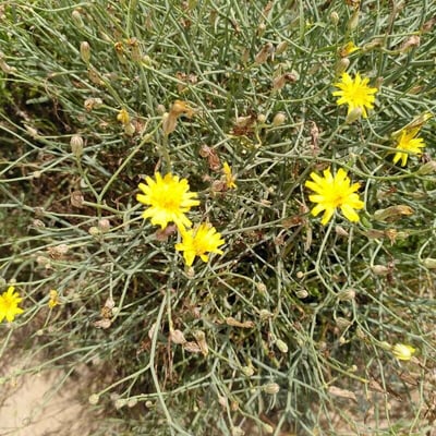 Launaea fragilis — flower