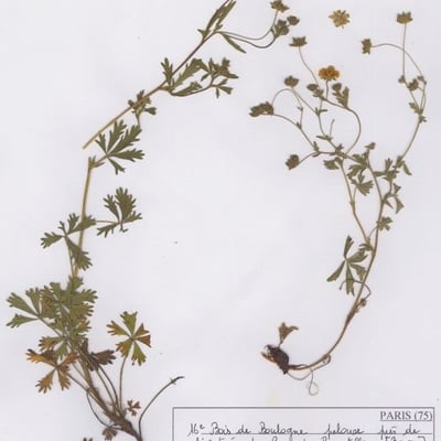 Potentilla inclinata — habit