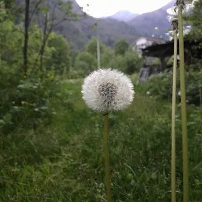 Taraxacum dissectum — flower