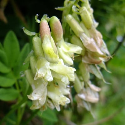 Astragalus frigidus — flower
