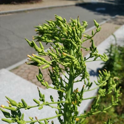 Lactuca canadensis — flower