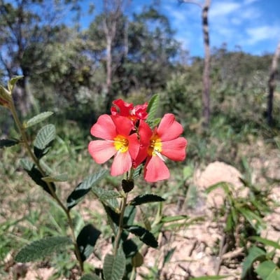 Melochia tomentosa — flower