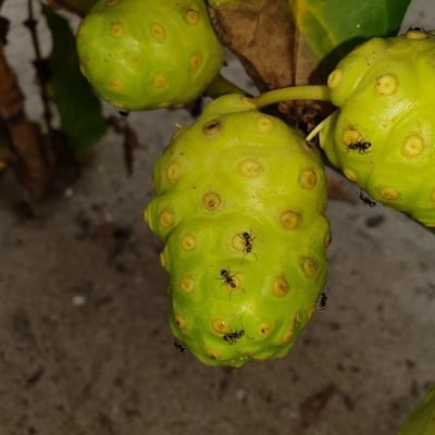 Morinda citrifolia — flower