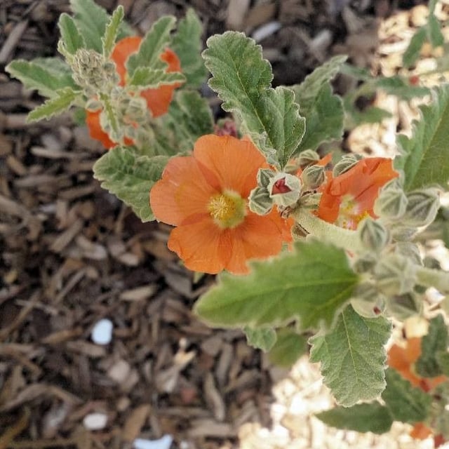 Sphaeralcea ambigua — flower