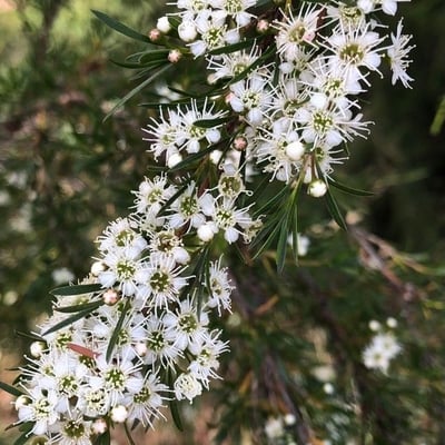 Leptospermum continentale — flower
