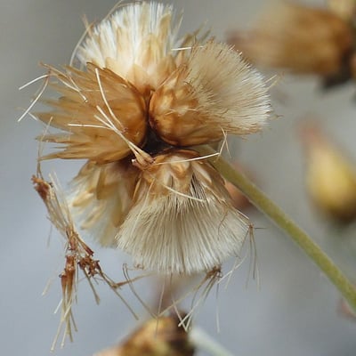 Phagnalon sordidum — flower