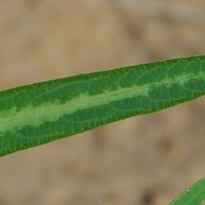 Alysicarpus ovalifolius — leaf