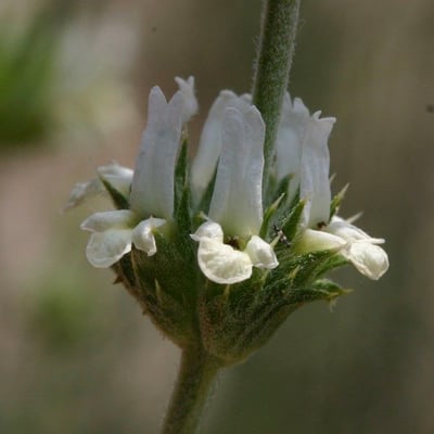 Sideritis leucantha — flower