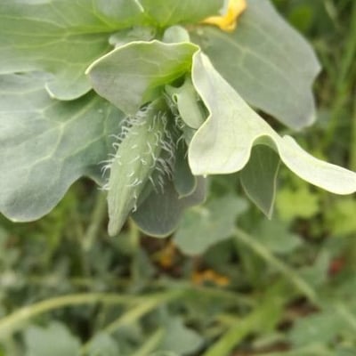 Glaucium flavum — flower