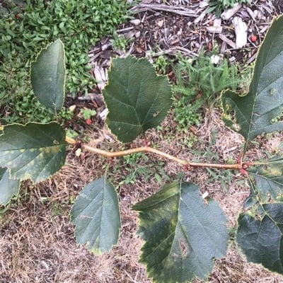 Crataegus chrysocarpa — leaf