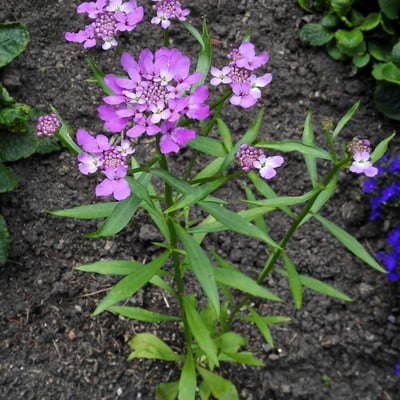 Iberis umbellata — flower