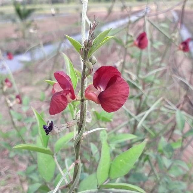Macroptilium lathyroides — flower