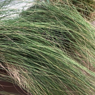 Poa labillardierei — leaf