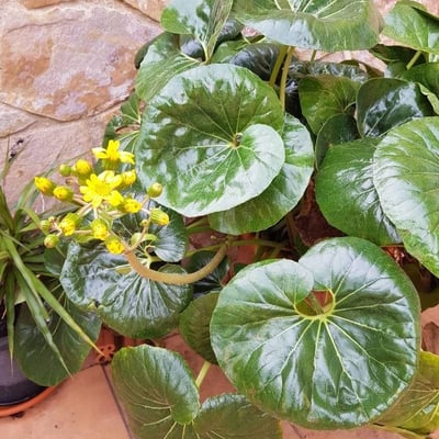 Farfugium japonicum — flower