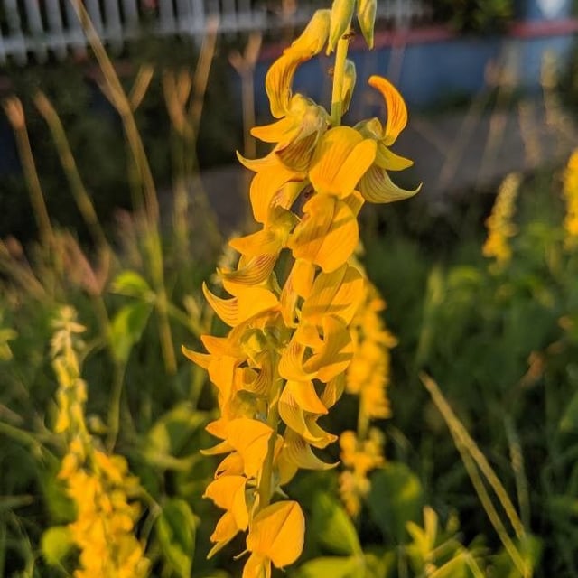 Crotalaria pallida — flower