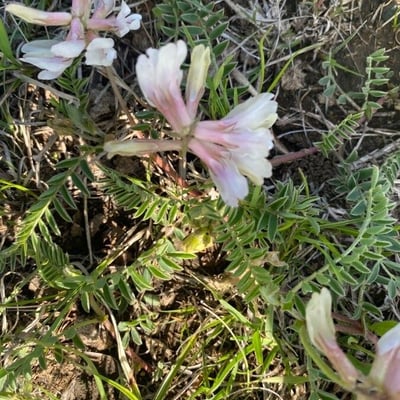 Astragalus crassicarpus — flower