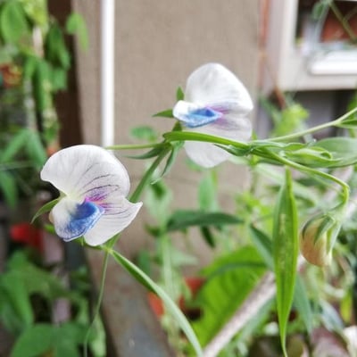 Lathyrus sativus — flower