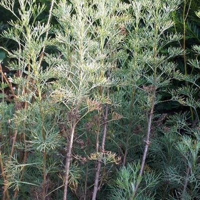 Artemisia abrotanum — flower