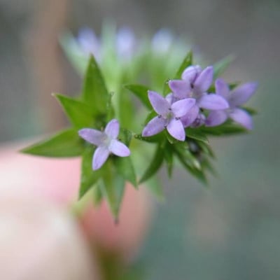 Sherardia arvensis — flower