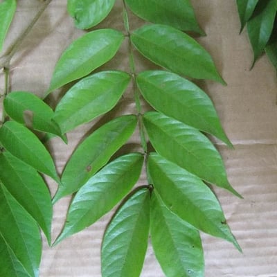 Inga thibaudiana — leaf