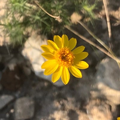 Thymophylla pentachaeta — flower